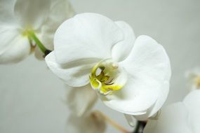 tropical white orchids in a vase