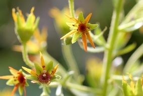 gravel saxifrage is an alpine plant