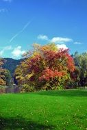 colorful autumn field with multicolor tree