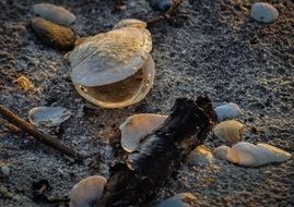 close-up photo of seashell on sand