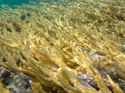 beautiful underwater ocean floor macro