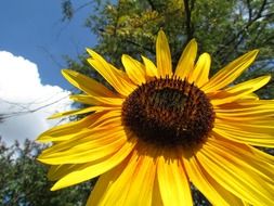sun flower close