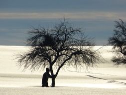 Landscape with the trees in winter