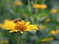 insect on the core of a yellow flower