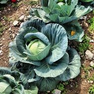 cultivation of cabbage