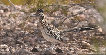 closeup photo of roadrunner bird in wildlife