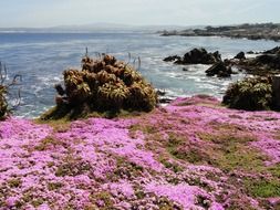 pacific grove in California USA