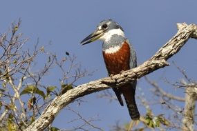 bright wild kingfisher on a branch