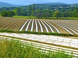 Panorama of agricultural fields