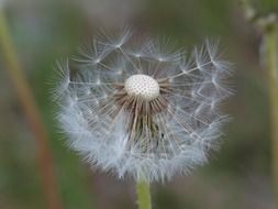 common dandelion seeds