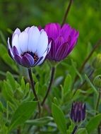 white purple flowers in the garden on a blurred background