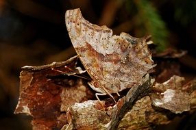 Macro photo of camouflage butterfly on a dry leaf