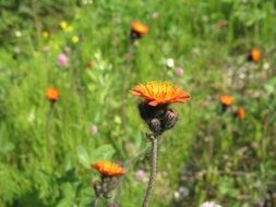 landscape of orange flower bloom on the field