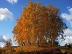 colorful fall trees in countryside