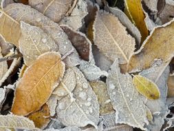 frozen leaves close-up