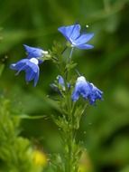 blue flowers pansies