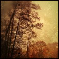 trees and sky in October