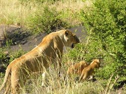 Lion in wildlife in Africa