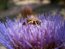 bee on a blooming purple thistle