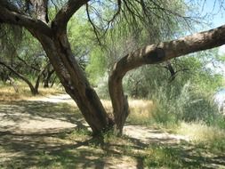 Trees in Arizona