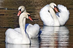 gorgeous swan birds wildlife portrait