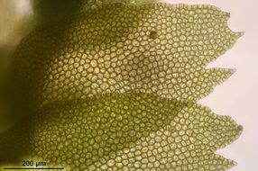green bazzania fflaccida is a microscopic plant