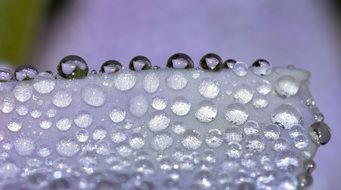 Macro photo of the water drops