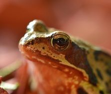 amphibian big toad close up