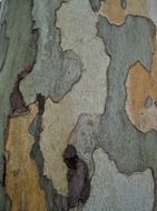 Natural patches on birch bark