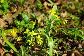 ordinary yellow star