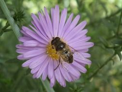 insect on a purple daisy