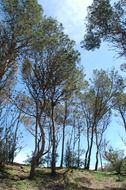 tall trees on a sunny day