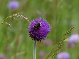 bee on purple thistle