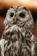 tawny owl loking straigth