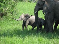 Elephant family on green field in Africa
