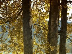 poplar with yellow foliage