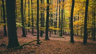 yellow trees in the autumn forest