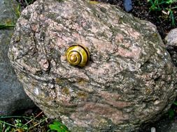 slowly shell on stone