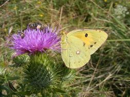 yellow butterfly sitting on a thistle