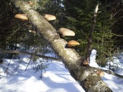 mushrooms on a tree trunk in the winter forest