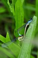 mating of dragonflies on a green plant