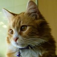 photo of a red cat with yellow eyes