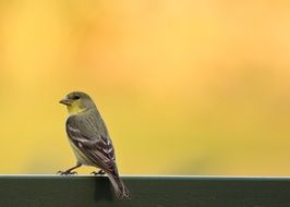 splendiferous bird on a blurred background