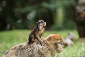 little monkey on the back of another monkey