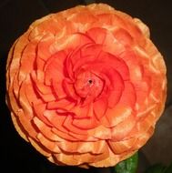 Beautiful flower with the beautiful colorful petals