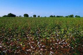 cotton field in India