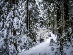 winter path deep