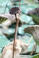 dried seeds black pods