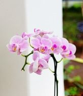 pale orchid with pink markings
