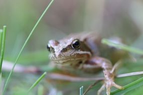 small frog in nature